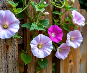 Grafika AI, Płot, Powój, Kwiaty