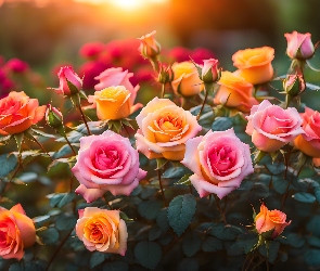 Pomarańczowe, Listki, Pąki, Róże, Różowe