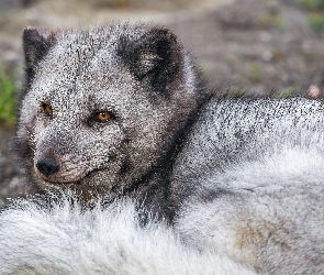 Leżący, Lis polarny
