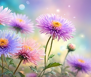 Kwiaty, Grafika, Kolorowe, Astry