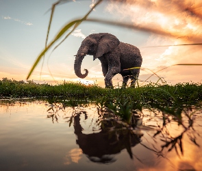 Słoń, Odbicie, Trawa, Woda
