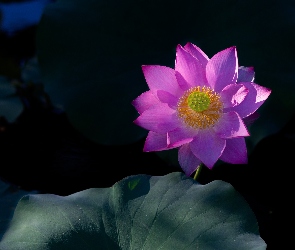 Ciemne tło, Liść, Kwiat, Lotos