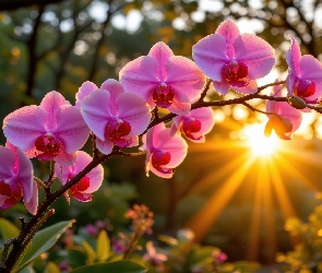 Grafika AI, Promienie słońca, Storczyk, Orchidea