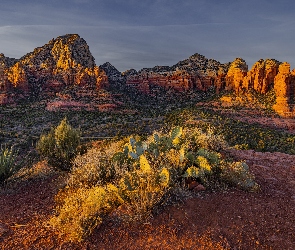 Arizona, Skały, Stany Zjednoczone, Góry, Rośliny, Sedona, Wschód słońca, Kaktusy