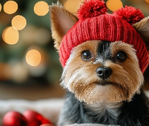 Yorkshire terrier, AI, Czapka, Czerwona, Pies