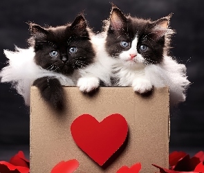 Koty, Serca, Ozdobne, Pudełko, Dwa