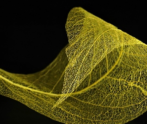 Czarne tło, Liść, Delikatny, Zielony