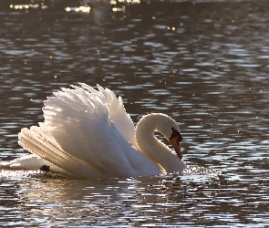 Łabędź, Woda, Biały