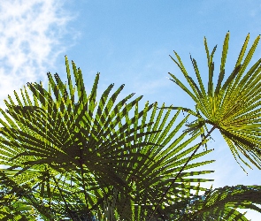 Niebo, Liście, Palmy, Gałęzie