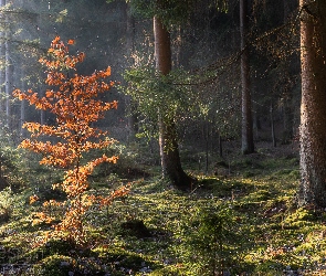 Drzewa, Rozświetlone, Las, Przebijające światło