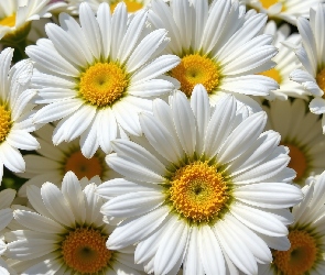 Kwiaty, Zbliżenie, Białe, Stokrotki