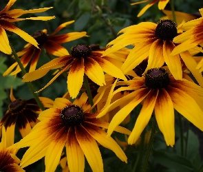 Kwiaty, Rudbekia dwubarwna