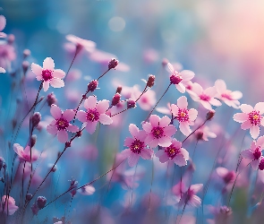 Grafika 2D, Kwiaty, Różowe, Drobne