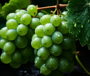 Listki, Kiście, Zielone, Winogrona