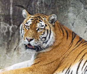 Paszcza, Otwarta, Tygrys, Leżący