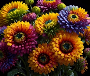 Kwiat, Chryzantemy, Kolorowe, Kwiaty