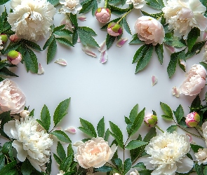 Piwonie, Tło, Płatki, Listki, Białe