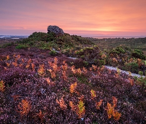 Paprocie, Krzewy, Wrzosowisko, Ścieżka, Hrabstwo Durset, Skała, Anglia, Półwysep Purbeck