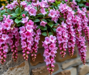 Wiszące, Grafika AI, Mur, Kwiaty, Różowe