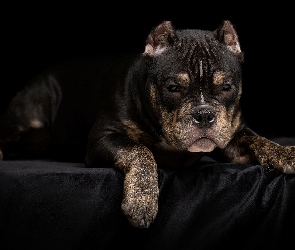 Czarny, Pies, Leżący