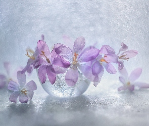 Naczynie, Szklane, Fioletowe, Krokusy, Kwiaty, Wiosna