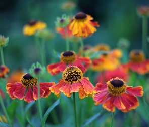 Kwitnący, Dzielżan ogrodowy