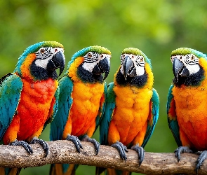 Gałąź, Ary, Cztery, Papugi