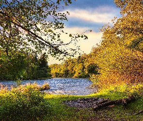 Łąka, Trawa, Drzewa, Jezioro, Jesień, Las