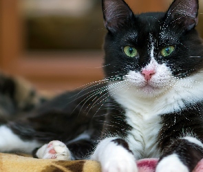 Oczy, Zielone, Biało-czarny, Kot