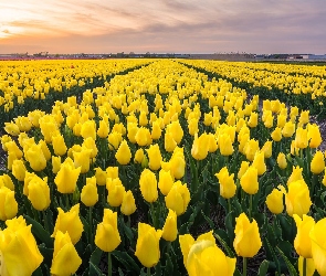 Żółte, Tulipany, Pole, Farmy