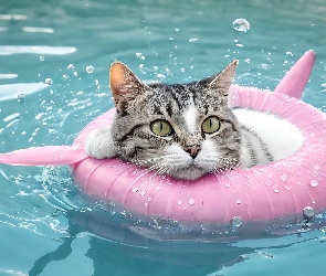 Grafika, Koło ratunkowe, Kot, Woda