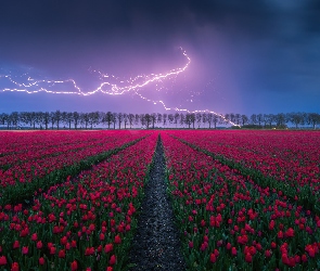 Tulipany, Kwiaty, Błyskawica, Drzewa, Pole, Niebo, Wieczór