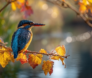 Grafika AI, Liście, Zimorodek, Jesienne