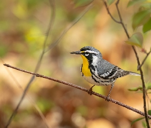 Listki, Gałązki, Ptak, Lasówka szarogrzbieta