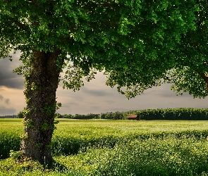 Chmury, Ciemne, Drzewa, Pole