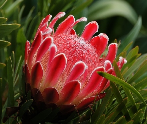 Protea królewska, Kwiat, Kwiat, Czerwony