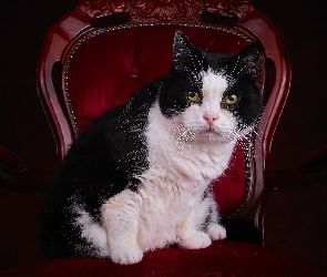 Kot, Fotel, Biało-czarny