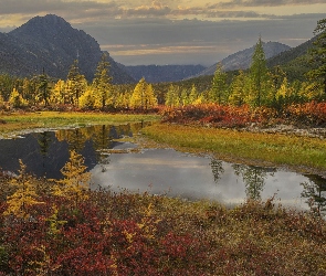 Rosja, Strumień, Krzewy, Kołyma, Las, Góry, Pożółkłe, Drzewa, Jesień, Kolorowe