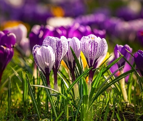 Liliowe, Trawa, Krokusy, Fioletowe, Kwiaty