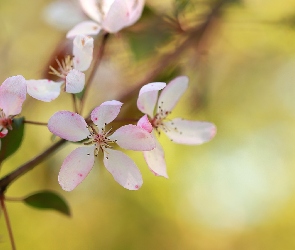 Różowe, Jabłoń, Drzewo owocowe, Kwiaty, Gałązka