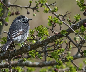 Liście, Gałęzie, Ptak, Pliszka siwa