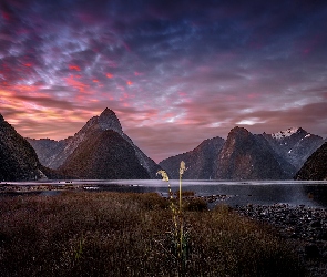 Fiord, Nowa Zelandia, Góry, Zatoka Milforda, Trawy