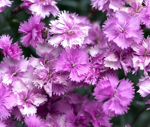 Kwiaty, Goździki pierzaste