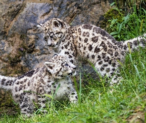 Irbisy śnieżne, Zabawa, Dwa