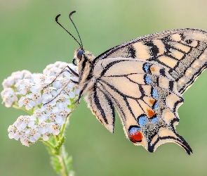 Paź królowej, Makro, Roślina, Biała, Motyl