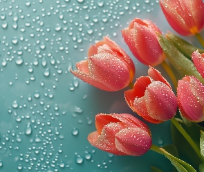 Tulipany, Niebieskie tło, Krople, Różowe, Kwiaty