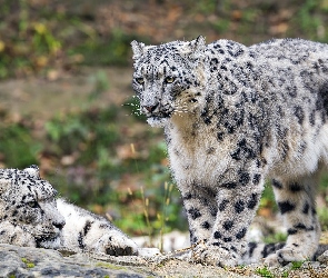 Dwa, Irbisy śnieżne