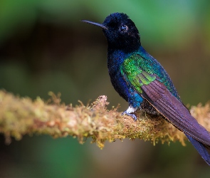 Ptak, Gałązka, Amorek szafirowy, Koliber, Kolorowy