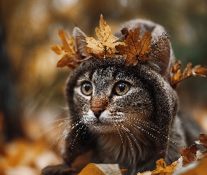Grafika AI, Liście, Wełniana, Kot, Czapka, Suche