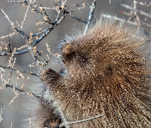 Futro, Gałązki, Jeżozwierz